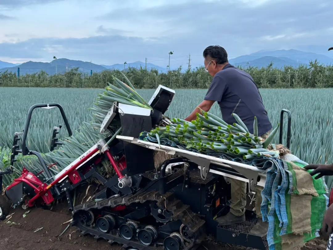 松本美人ネギ初収穫㊗ | 株式会社 野の香 Nonoka Farm 野の香ぶどう園